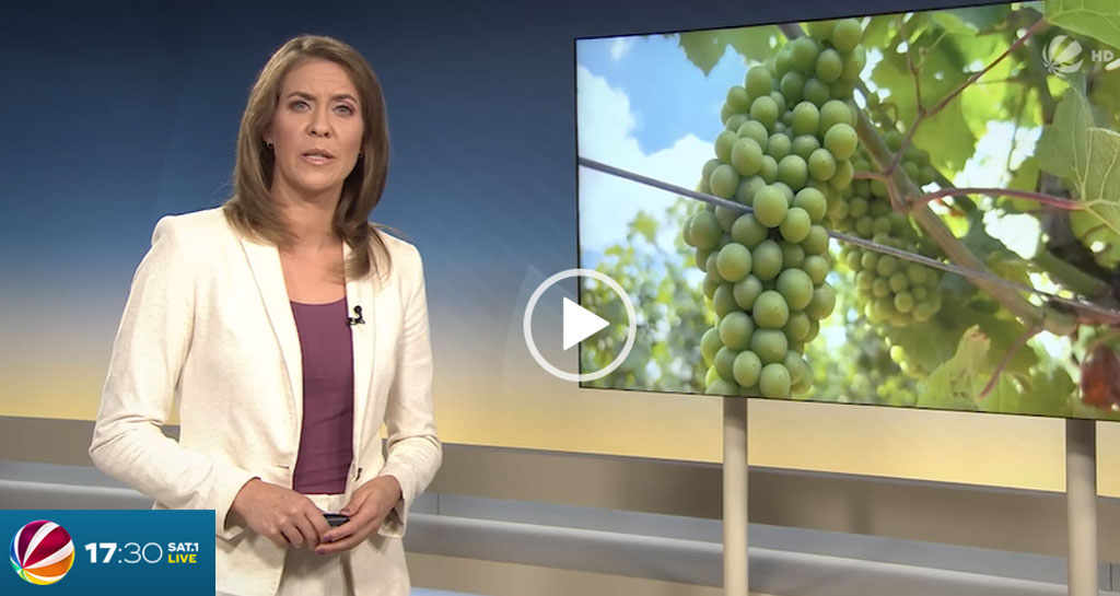 Stehen viele Winzer Betriebe vor dem aus? Beitrag von 1730live.de und SAT1 Live